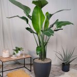 Strelitzia Nicolai – Bird of Paradise