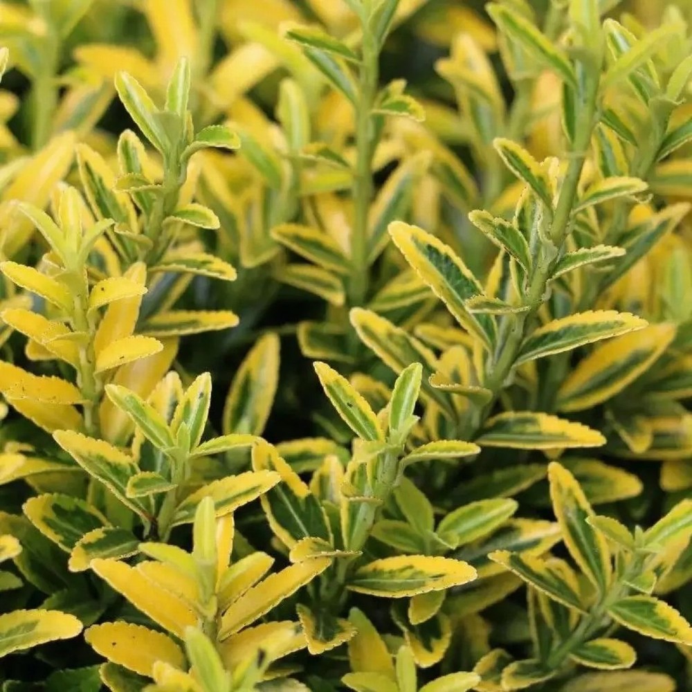 Powers To Flowers - Euonymus Microphyllus Pulchellus Aurea Gold | 3 Piante In Vaso 13cm