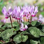 Light Pink Cyclamen