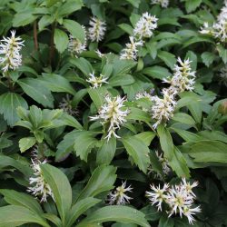 Pachysandra Terminalis –