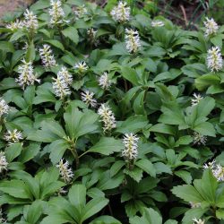 Pachysandra Terminalis –