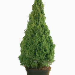 Picea Glauca Conica