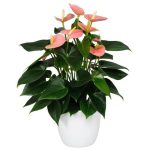 Anthurium andr Sensa