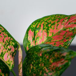Aglaonema Spotted Star