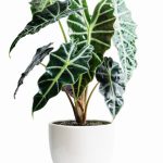 Alocasia Amazonica (Elephant Ear)