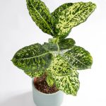 Dieffenbachia Reflector (Dumb Cane)