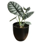 Alocasia Silver Nebula