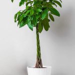 Pachira aquatica Braided Stem (Money Tree)