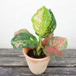 Aglaonema Spotted Star
