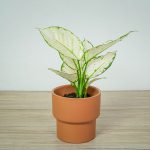 Aglaonema White Joy