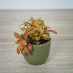 Fittonia Pink Ruby Lime