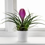 Tillandsia cyanea Jose