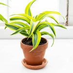 Dracaena fragrans Lemon Surprise (Dragon Tree)