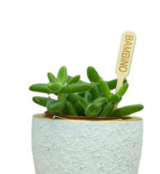 Delosperma echinatum Bambino (Pickle Plant)