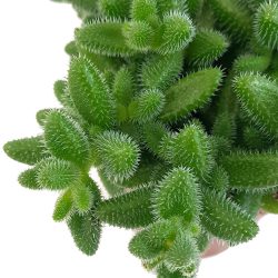 Delosperma echinatum Bambino (Pickle Plant)