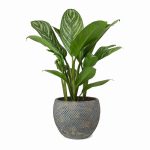 Aglaonema Stripes (Chinese Evergreen)