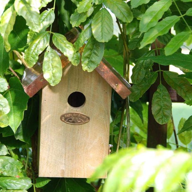 Bird Nesting Box surrounded by green branches