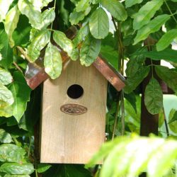 Bird Nesting Box with copper roof