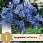 AGAPANTHUS AFRICANUS