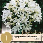 AGAPANTHUS AFRICANUS ALBUS