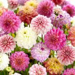 COMBI DAHLIA DECORATIVE PASTEL PAINT