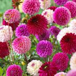 DAHLIA POMPON/BALL PINK AND PURPLE SHADES