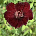 COSMOS  ATROSANGUINEUS