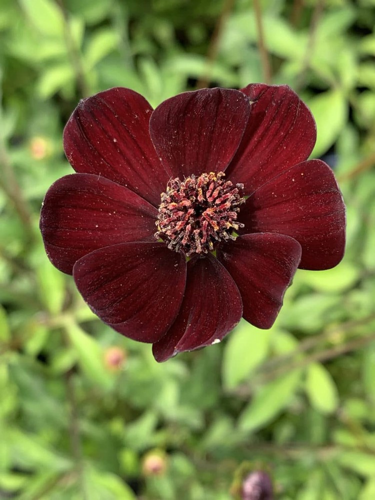 COSMOS ATROSANGUINEUS