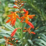 Crocosmia ‘Lucifer’