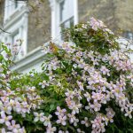 Clematis Armandii Apple Blossom