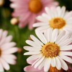 Marguerite Pink