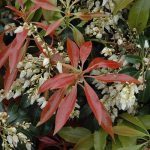 Pieris Japonica Scarlet O’Hara