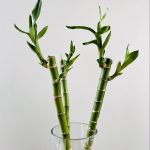 Lucky Bamboo