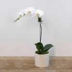 Phalaenopsis Boquetto (Moth Orchid)