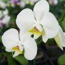 Phalaenopsis Boquetto (Moth Orchid)