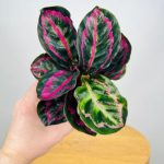 Calathea Illustris (Prayer Plant)