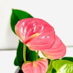 Anthurium andr.Champion Pink