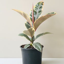 Ficus Elastica Tineke (Rubber plant)