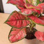 Aglaonema ‘Sun Star’