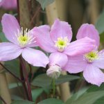 Clematis Montana Fragrant Spring