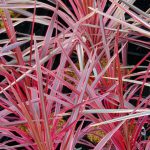 Cordyline Southern Splendour