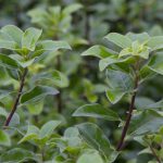 Pittosporum Tenuifolium Irish Luck