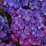 Hydrangea Macrophylla Purple