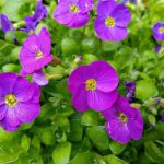 Aubrieta ‘Gracilis’ Kitte Blue