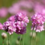 Armeria Pink (Sea Thrift)