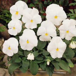 Pansy (White)