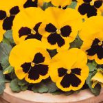 Pansy (Yellow)