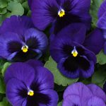 Pansy (Blue)