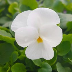 Viola (white)