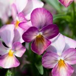Viola – Pink